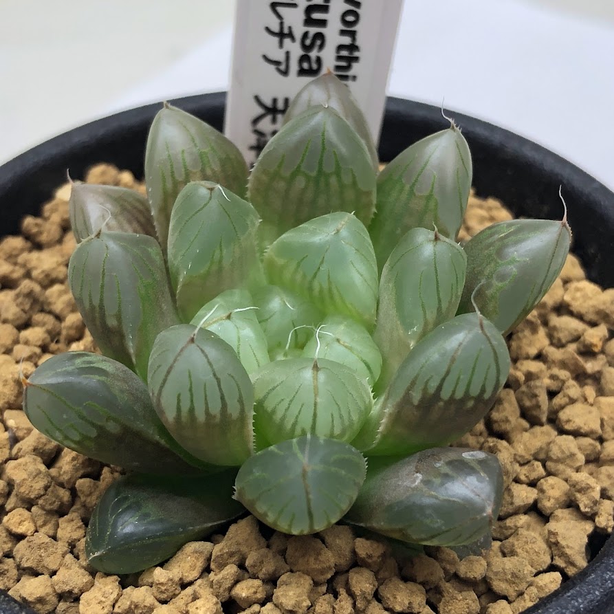 264円 一部予約販売中 多肉植物 ハオルチア シンビフォルミス系 S 幅