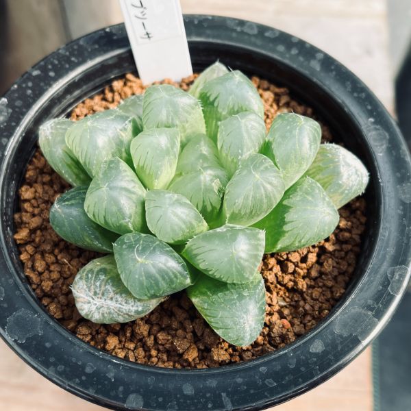 楽天市場】多肉植物：ハオルチア 指輪物語*幅6cm : 遊恵盆栽 楽天市場店