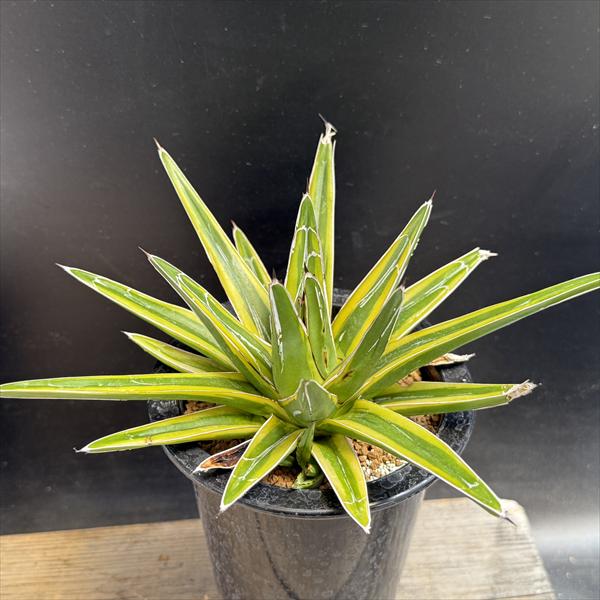 楽天市場】アガベ・笹の雪 （濃黄覆輪）「多肉植物」 Agave