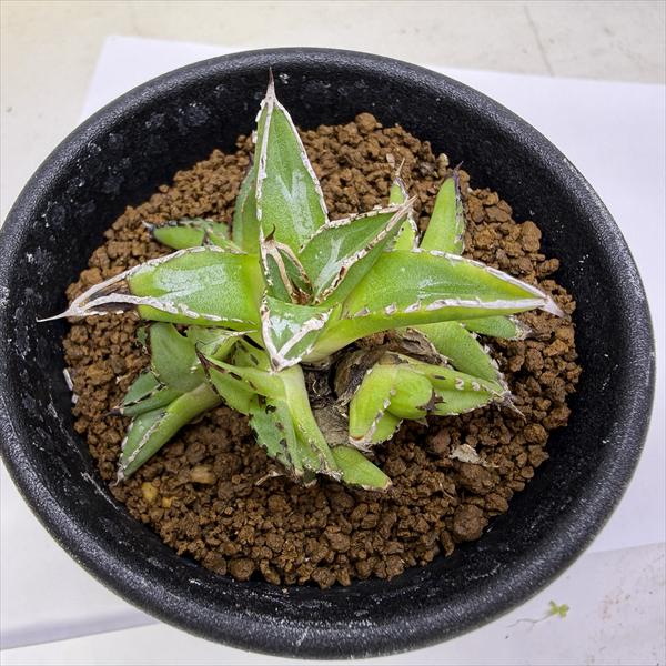 楽天市場】多肉植物：アガベ 笹の雪錦 黄覆輪*M 幅10cm : 遊恵盆栽