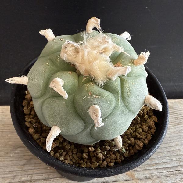 楽天市場】サボテン：ロフォフォラ ディフューサ 翠冠玉 富岡タイプ*幅