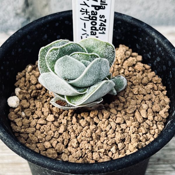 まくらくらま BOTANICAL DISEASE 植物患者　限定ペーパー付き まくらくらま BOTANICAL DISEASE 植物患者 限定ペーパー付き