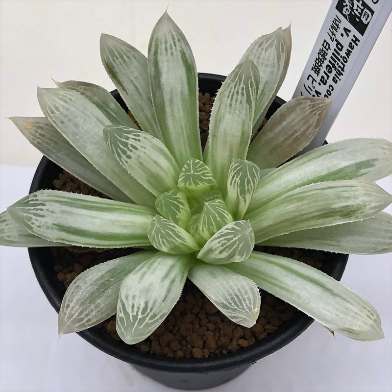 楽天市場】多肉植物：ハオルチア ピリフェラ錦*S 幅5cm : 遊恵盆栽 楽天市場店