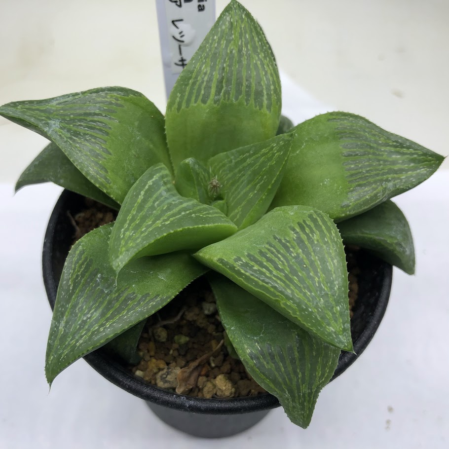 月末セール！　ハオルチア マルミアーナ　Haworthia marumiana　多肉植物 マルミアーナジュエルプランツ ハオルチア属 多肉
