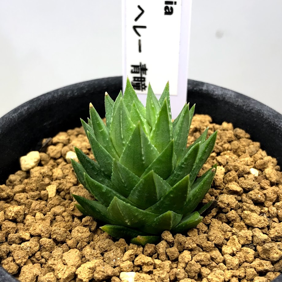楽天市場】多肉植物：ハオルチア 月影*幅4cm : 遊恵盆栽 楽天市場店