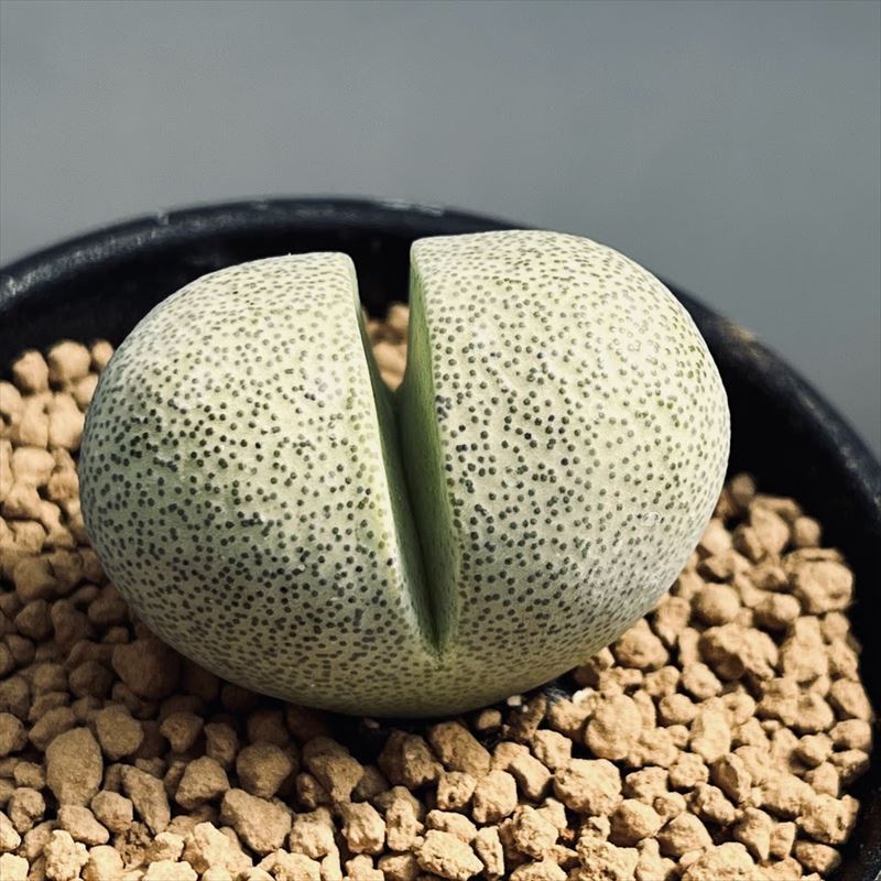 楽天市場】多肉植物：プセウドリトス・クビフォルメ*幅1.5cm