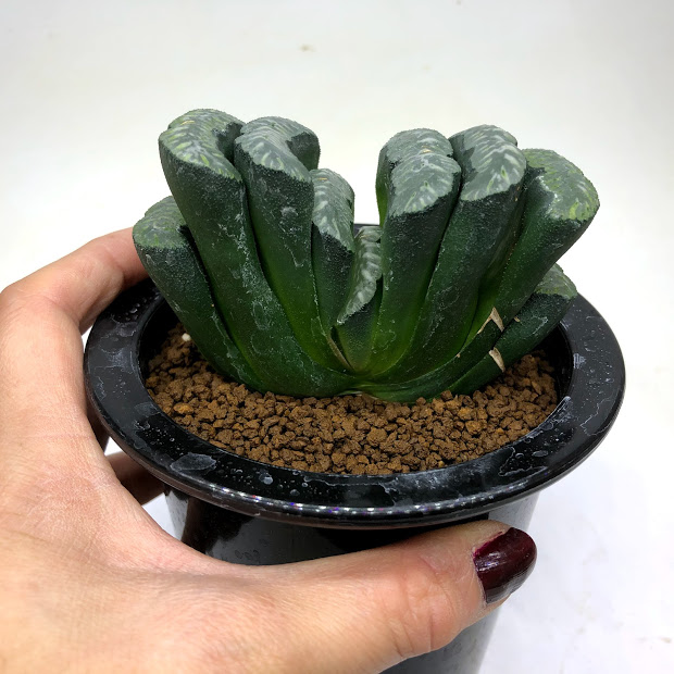 現品 一品限り 玉扇 Haworthia 店 花 観葉植物 61 幅9cm 外葉に傷みあり 遊恵盆栽 観葉植物 Truncata 多肉植物 ハオルチア