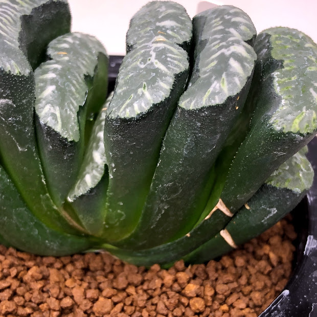 現品 一品限り 玉扇 Haworthia 店 花 観葉植物 61 幅9cm 外葉に傷みあり 遊恵盆栽 観葉植物 Truncata 多肉植物 ハオルチア