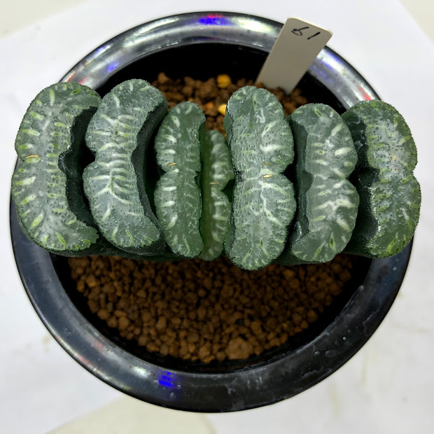 Truncata Haworthia 観葉植物 多肉植物 ハオルチア 玉扇 61 幅9cm 現品 一品限り 外葉に傷みあり 遊恵盆栽 店