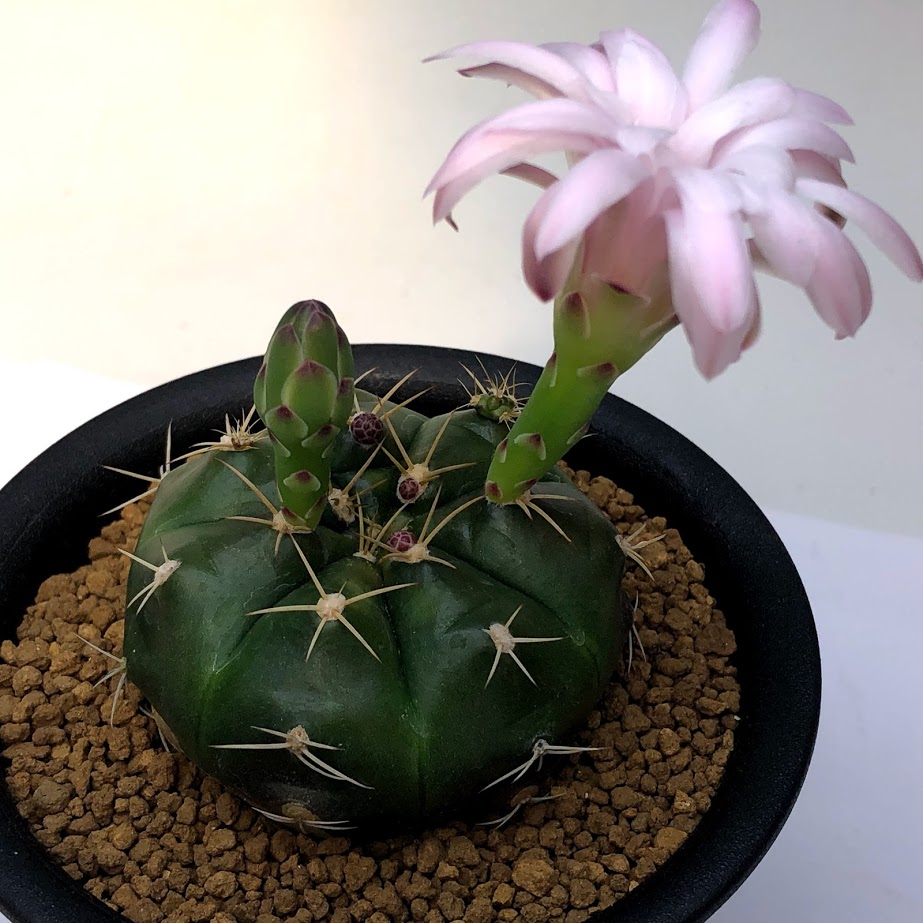 楽天市場 サボテン ギムノカリキウム 紅緑玉 実生 M 幅5ｃｍ 遊恵盆栽 楽天市場店