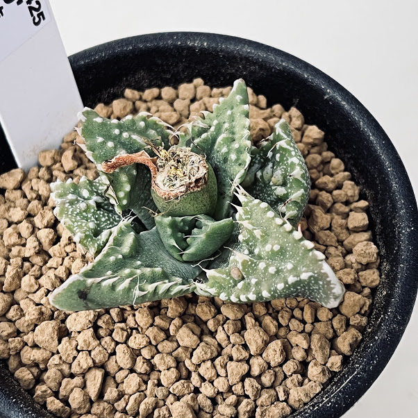 楽天市場】多肉植物：ムイリア ホルテンセ 宝輝玉*幅1.5cm : 遊恵