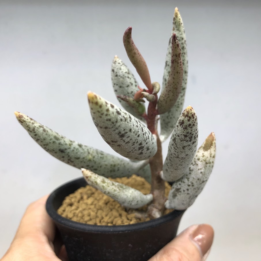 楽天市場】球根植物：オーニソガルム トルツオスム*葉幅3cm