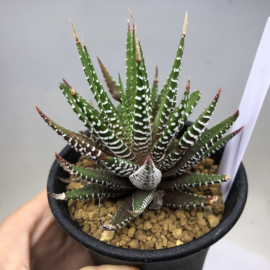 楽天市場】多肉植物：ハオルチア 十二の巻 ゼブラ*幅6ｃｍ : 遊恵盆栽 楽天市場店