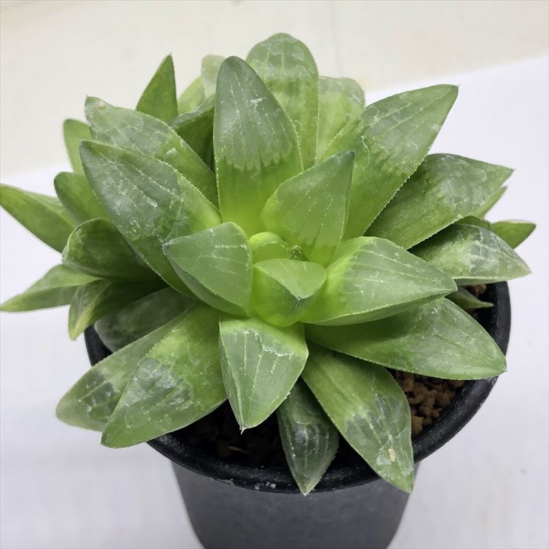 楽天市場】多肉植物：ハオルチア ニグラno.23*幅2.5cm : 遊恵