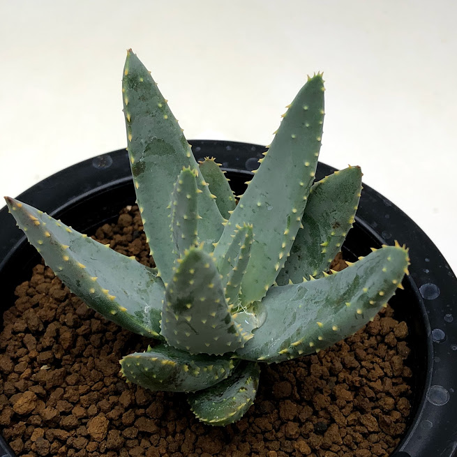 楽天市場 多肉植物 アロエ ディコトマ 幅7cm 遊恵盆栽 楽天市場店 楽天市場 多肉植物 アロエ ディコトマ 幅7cm 遊恵盆栽 楽天市場店