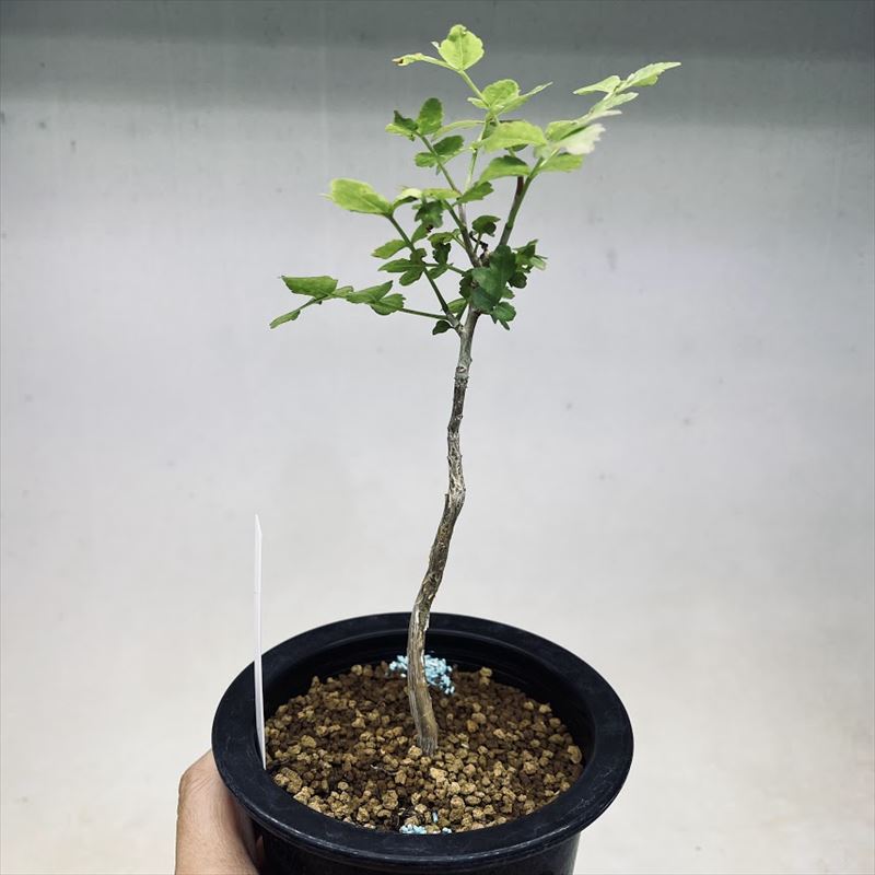 コーデックス:ブルセラ ファガロイデス 実生*S 葉幅8cm