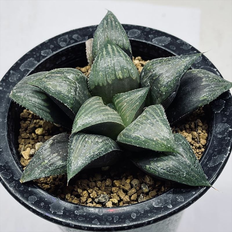 楽天市場】多肉植物：ハオルチア ニグラ No.26*幅2.5cm : 遊恵盆栽