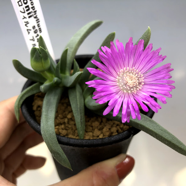 楽天市場】多肉植物：ガステリア 臥牛*幅3〜5cm : 遊恵盆栽