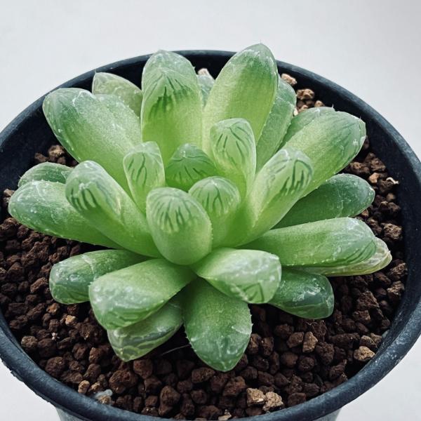 楽天市場】多肉植物：ハオルチア トランシエンス*M 幅7ｃｍ : 遊恵盆栽 楽天市場店