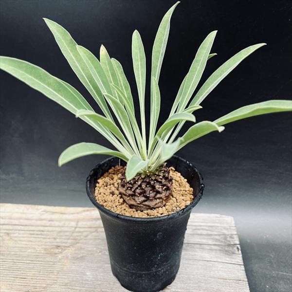 楽天市場】多肉植物 sdユーフォルビア キリンドリフォリア