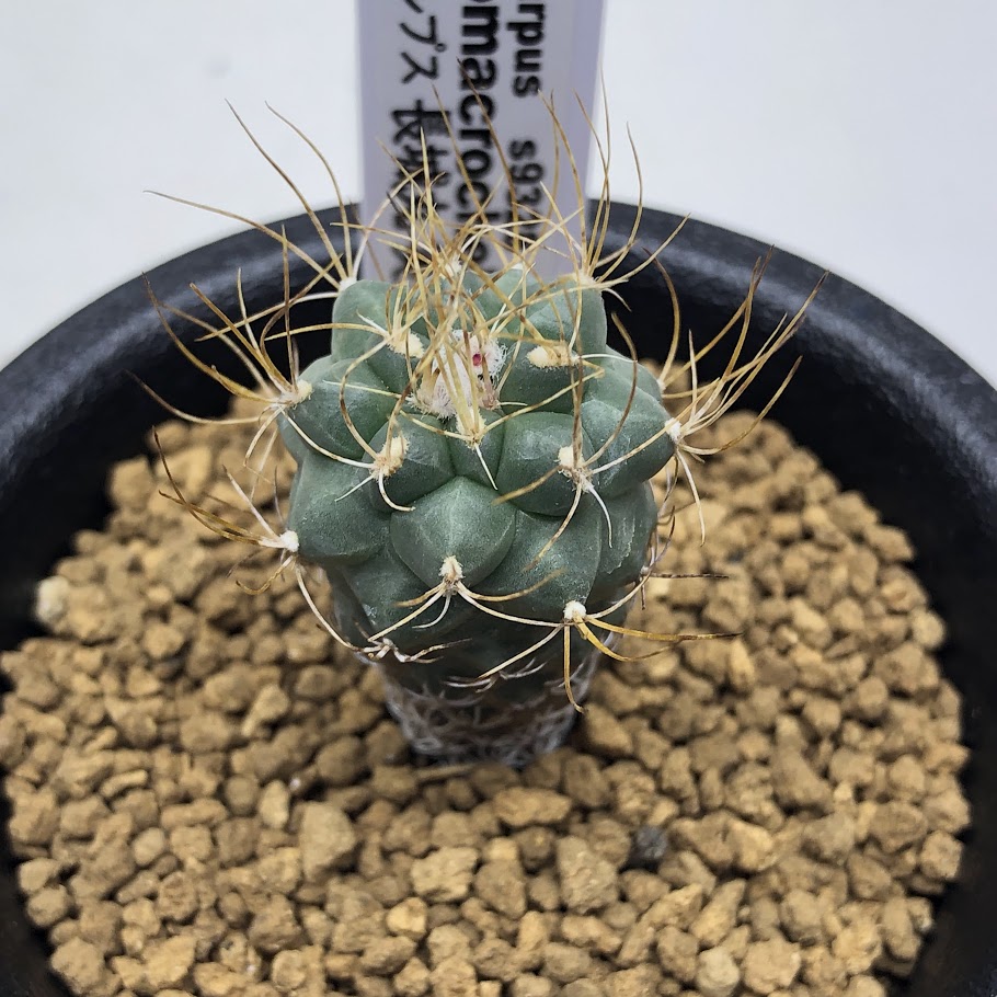 楽天市場】サボテン：ツルビニカルプス アロンソイ 実生*幅3cm