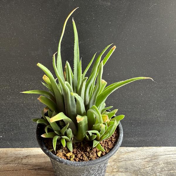 ☆ ハオルチア 指輪物語 良苗3頭！1枚目は親株です。 多肉植物：ハオルチア　指輪物語*幅4.5ｃｍ | 遊恵盆栽　店