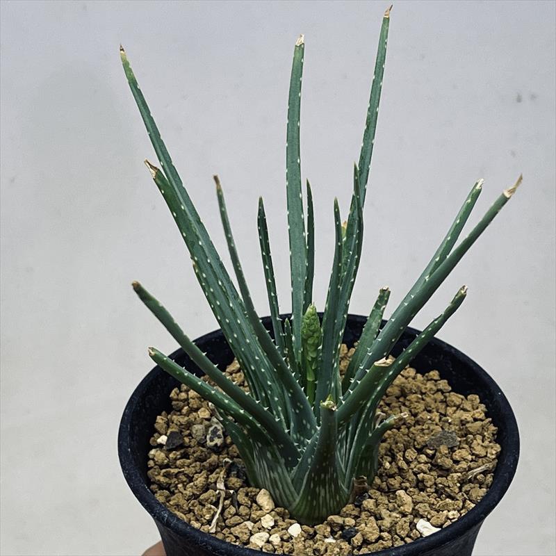アロエ　ピランシー　多肉植物 約60cm 楽天市場】多肉植物 caアロエ ピランシー 多肉植物 4号鉢 アロエ