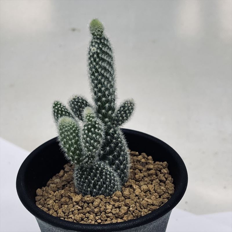 楽天市場】花サボテン*S 幅3cm : 遊恵盆栽 楽天市場店