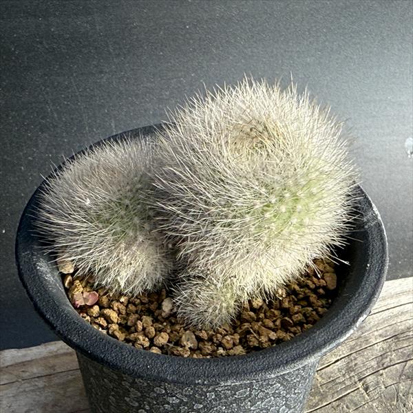 楽天市場】サボテン：コピアポア ルペストリス 実生*幅3cm : 遊恵盆栽