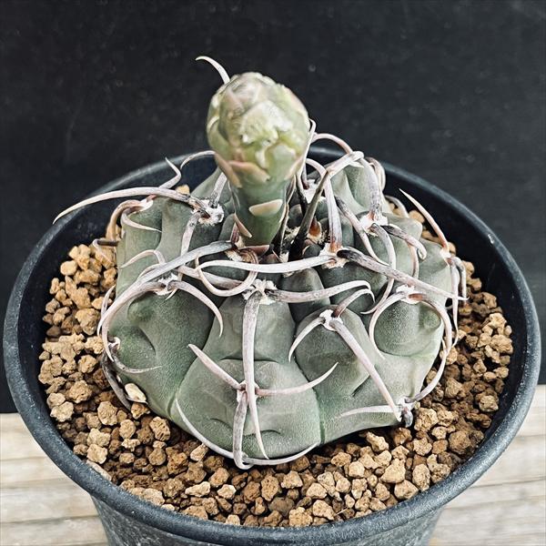 楽天市場】サボテン：ギムノカリキウム 光琳玉*M 幅4.5cm : 遊恵盆栽