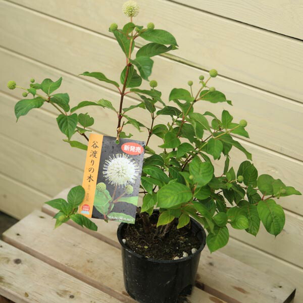 楽天市場 夏の鉢花 谷渡りの木 アメリカタニワタリノキ 遊恵盆栽 楽天市場店