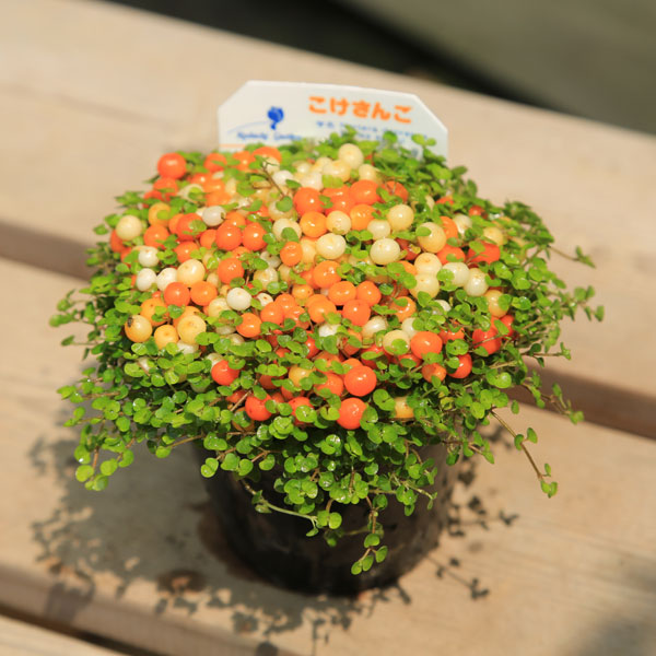 楽天市場 観葉 鉢花 コケサンゴ 苔珊瑚 こけさんご 遊恵盆栽 楽天市場店