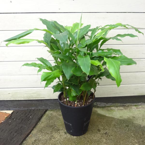 楽天市場 観葉植物 カルダモン 遊恵盆栽 楽天市場店