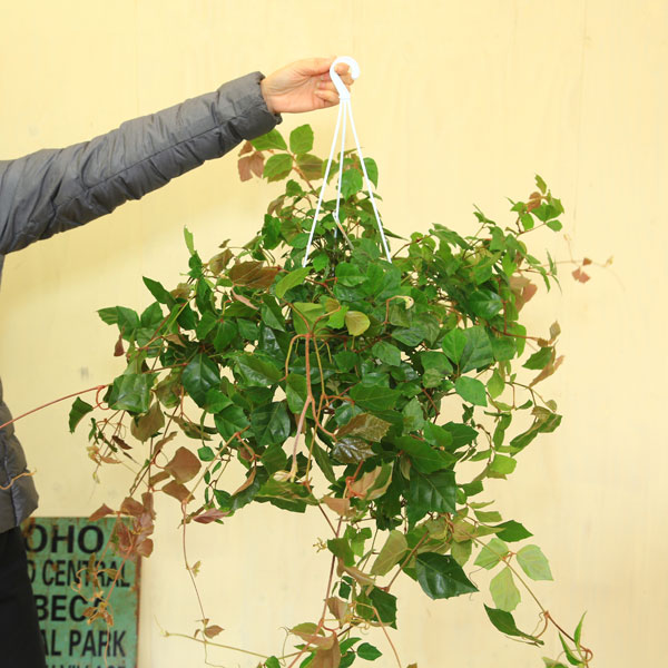 楽天市場 観葉植物 グレープアイビー 吊り鉢 遊恵盆栽 楽天市場店 楽天市場 観葉植物 グレープアイビー 吊り鉢 遊恵盆栽 楽天市場店