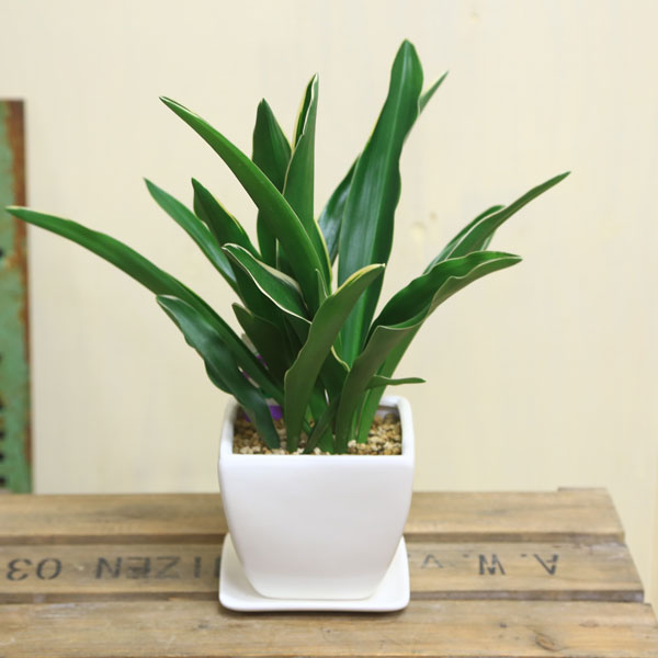 【楽天市場】観葉植物：オモト 万年青*4号 洋風モダン鉢 受皿付：遊恵盆栽 楽天市場店