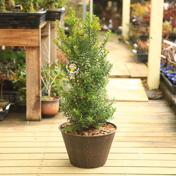 楽天市場 観葉植物 鉢植え 姫ひいらぎ 魔除けの木 ウッドチップ 遊恵盆栽 楽天市場店