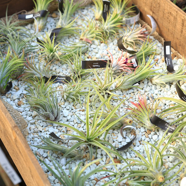 壺型チランジア3点セット　速達 壺型チランジア3点セット 速達