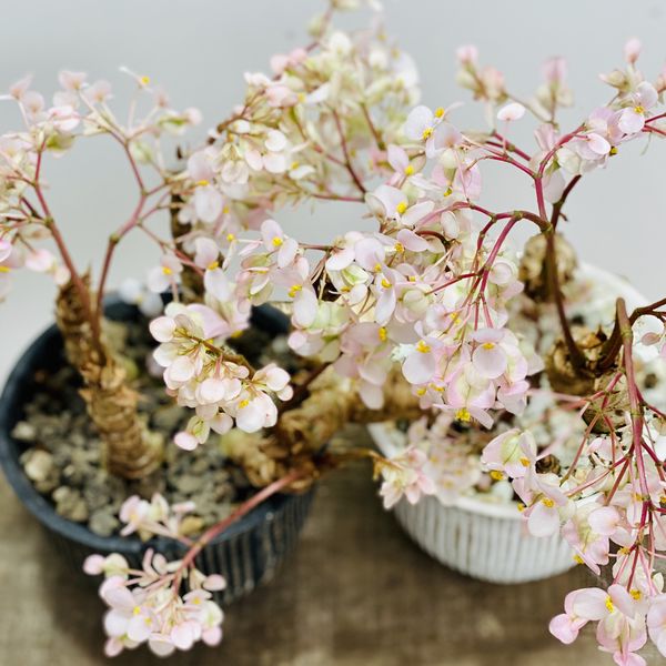楽天市場 観葉植物 さくらベゴニア 鉢植え 受皿付 桜ベゴニア サクラベゴニア 遊恵盆栽 楽天市場店