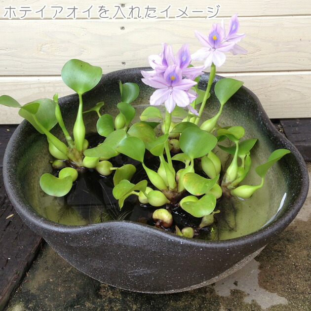 楽天市場 雑貨 信楽焼 睡蓮鉢 すいれんばち はす鉢 めだか鉢 10号 窯肌 白 天目 生子 遊恵盆栽 楽天市場店