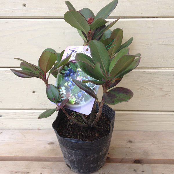 楽天市場 生垣などにおすすめ マルバシャリンバイ 丸葉車輪梅 遊恵盆栽 楽天市場店