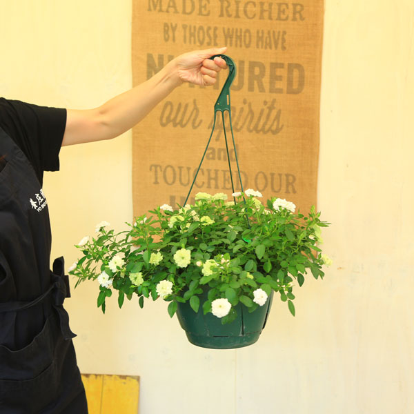 楽天市場 観葉 鉢花 つる性ミニバラ グリーンアイス 吊り鉢 お花終わりました 遊恵盆栽 楽天市場店