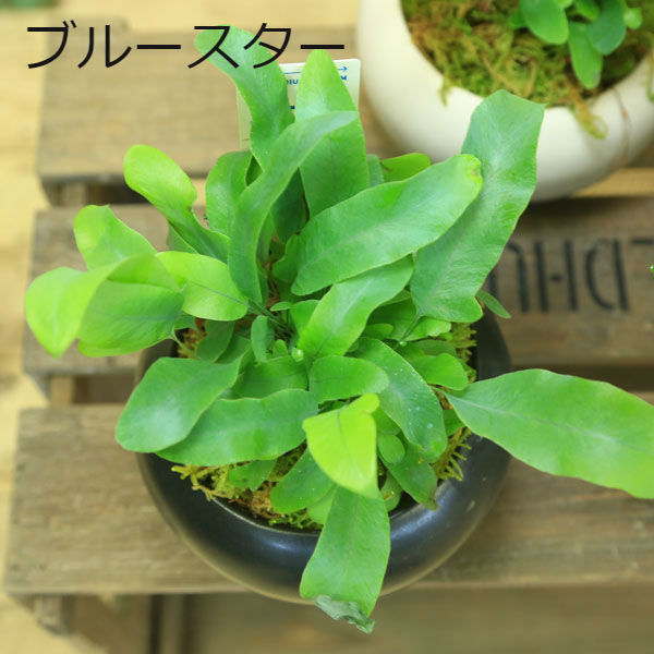楽天市場 シダ植物 観葉植物 ブルースター シシバタニワタリ モダン陶器鉢 受け皿付 苔付き 遊恵盆栽 楽天市場店