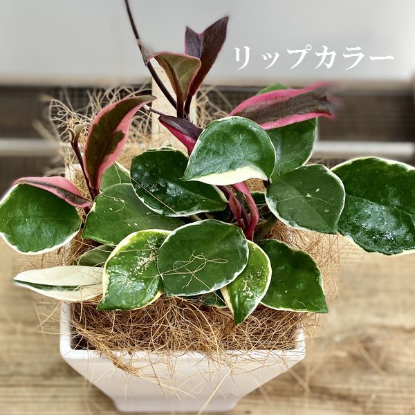 楽天市場 観葉植物 多肉植物 ホヤ カルノーサ ハートホヤ リップカラー 陶器鉢 ほや 飾りヤシ 遊恵盆栽 楽天市場店