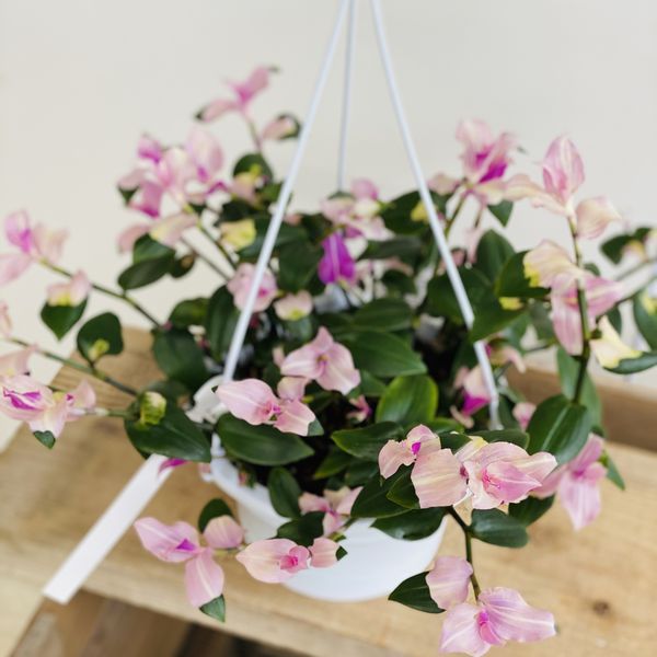 楽天市場 おしゃれ 観葉植物 トラディスカンチア 胡蝶の舞 吊り鉢 遊恵盆栽 楽天市場店