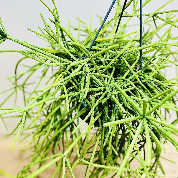 店 多肉植物 吊り鉢 遊恵盆栽 多肉植物 ブラジル産の個性派多肉植物 花 観葉植物 観葉植物 リプサリス 吊り鉢花 ガーデン Diy ネベス アルモンディー 5号 観葉植物 Justblazebarbers Com