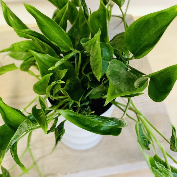 観葉植物 ポトス テルノシャングリラ うっすら斑入り Marcsdesign Com