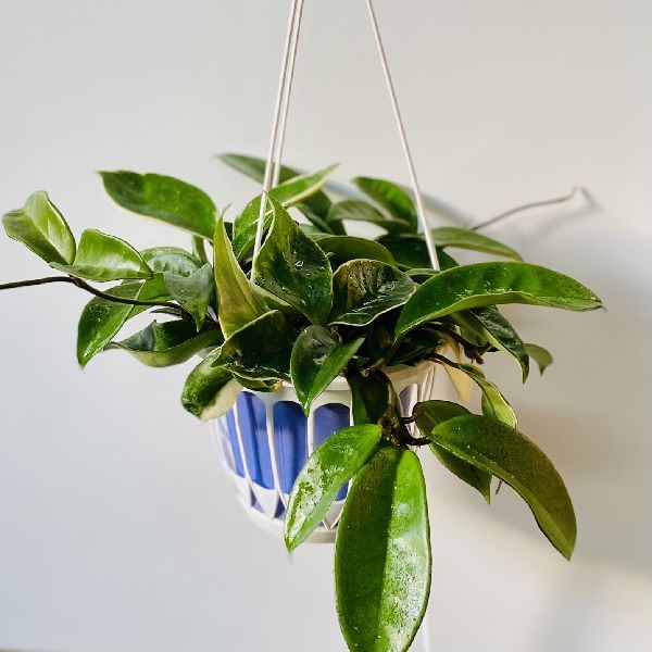 楽天市場 観葉植物 多肉植物 ホヤ 吊り鉢 遊恵盆栽 楽天市場店