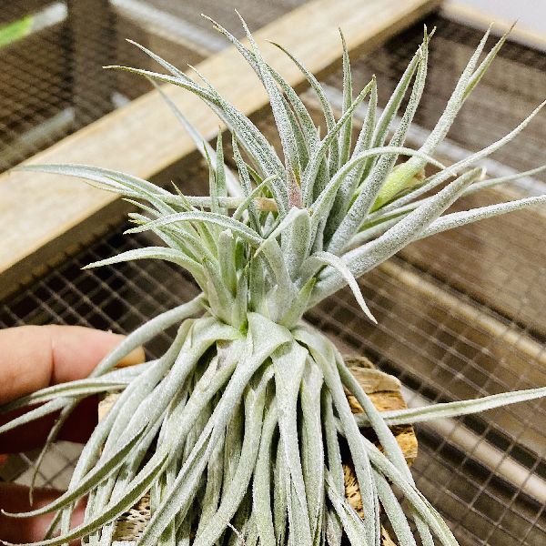 観葉植物 チランジア スー粘土 エアープランツ Doorswindowsstairs Co Uk