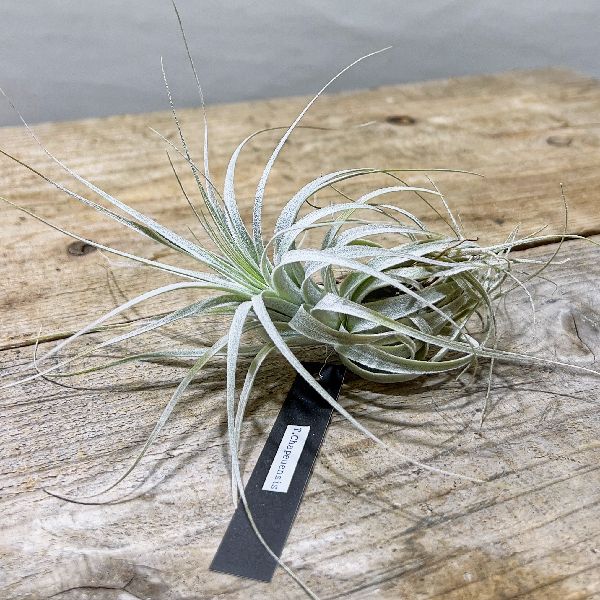 楽天市場】観葉植物 エアープランツ：チランジア ストラミネア