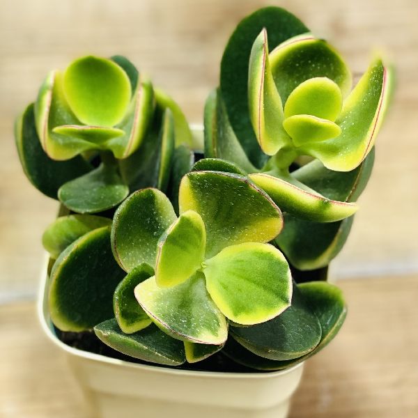 楽天市場 おしゃれ 観葉植物 金のなる木 花月 キラメキ プラポット 2個セット 遊恵盆栽 楽天市場店